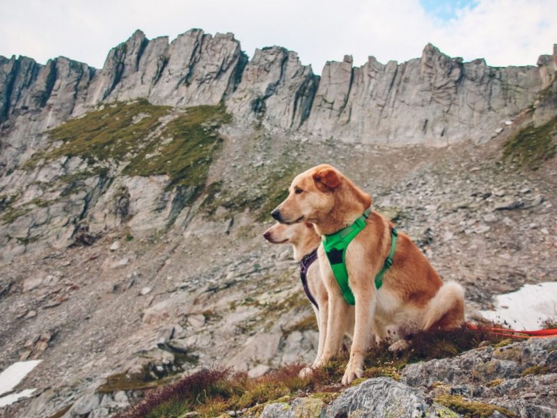 Complete Comfort Dog Harness Guide For Every Breed And Size