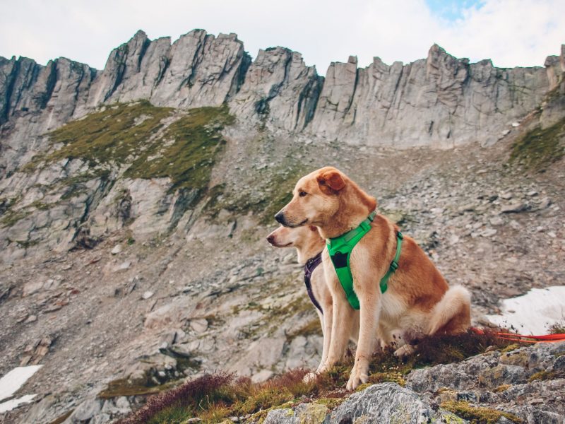 Complete Comfort Dog Harness Guide For Every Breed And Size