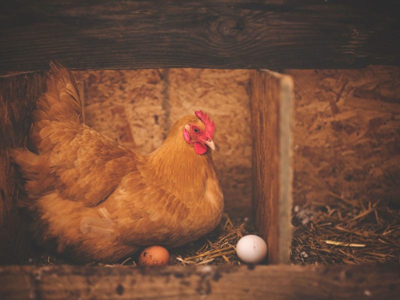 How to stop your chicken from eating their own eggs
