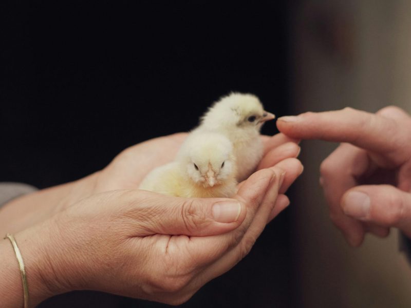 How to Raise Chicks With Confidence From Day One to Coop-Ready