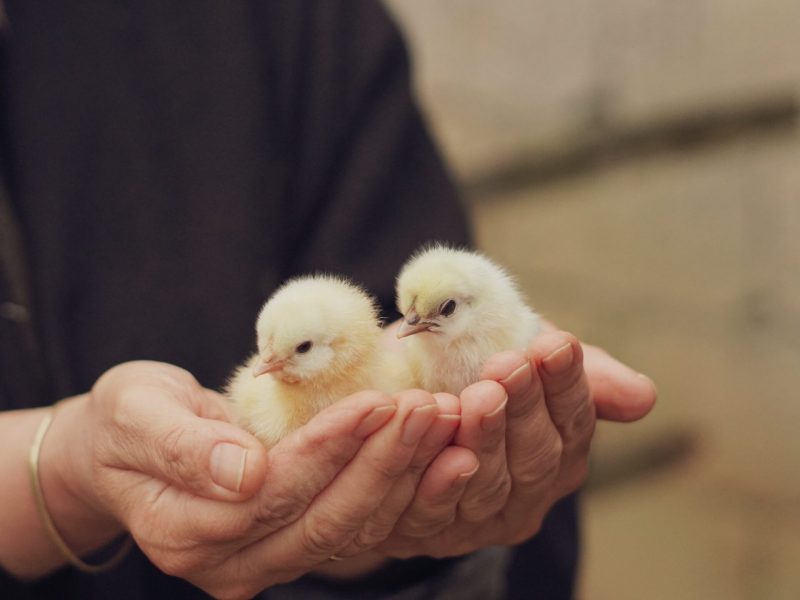 Chicks