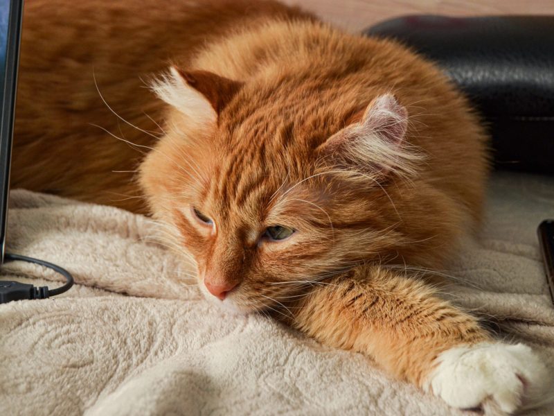 Zoomies Vs Cat Anxiety! Explained UK