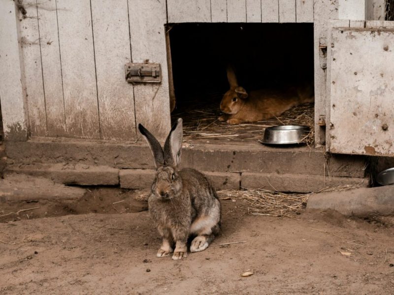 Litter training rabbits made simple even for stubborn bunnies