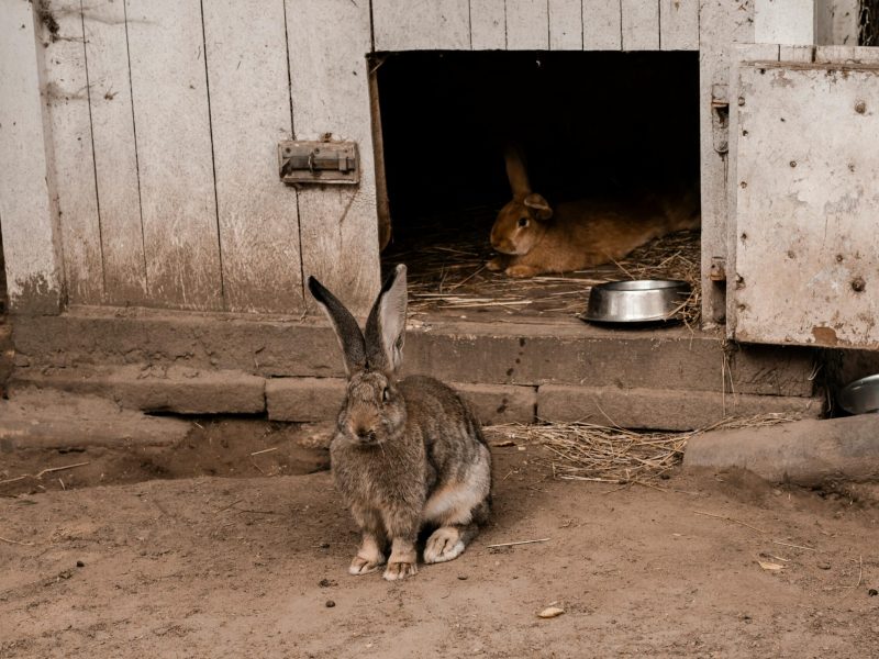 Litter training rabbits made simple even for stubborn bunnies