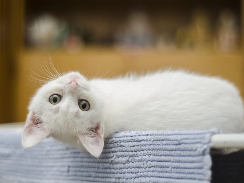 Cat Myth