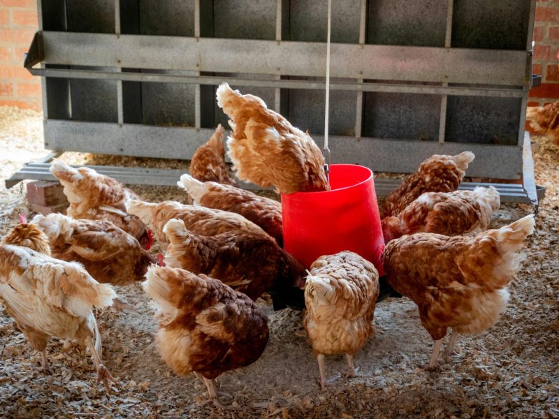 Beginner’s Guide To Safe Chicken Treats That Hens Absolutely Love