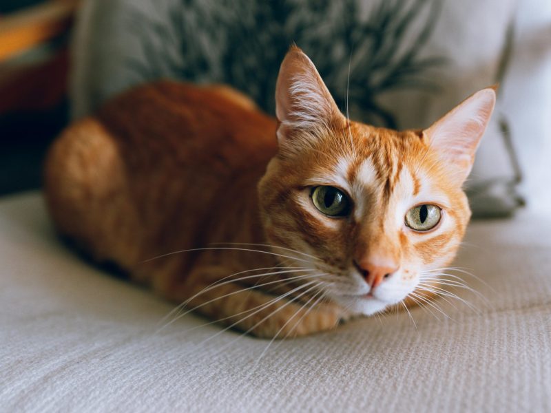 Cat Fact