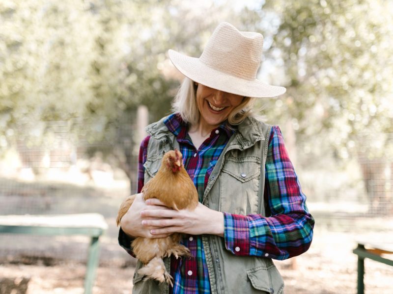 Everything You Need To Know About Heat Stroke In Chickens And Urgent Treatment