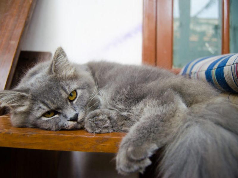 reduce anxiety for nervous cats