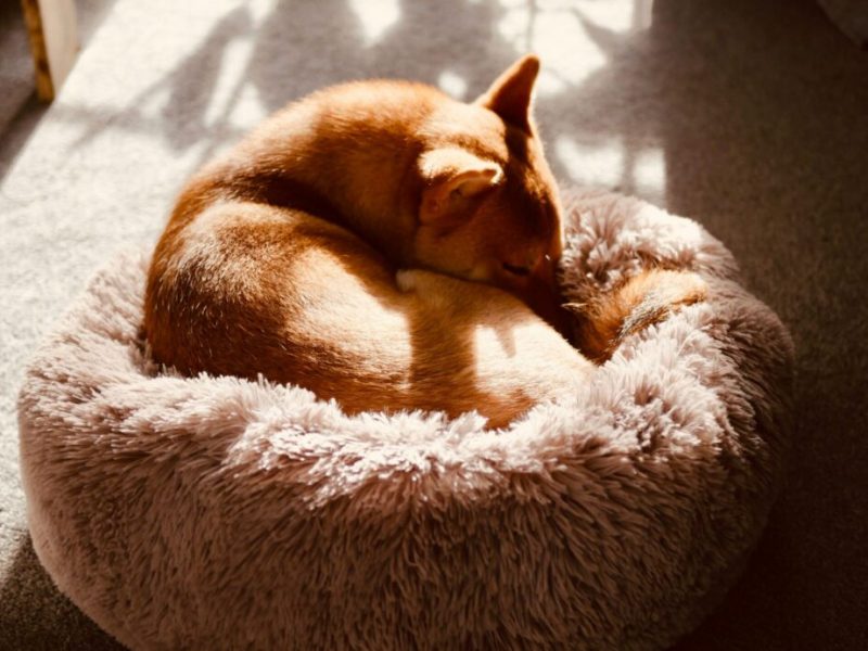 How To Find The Perfect Puppy Bed Your New Dog Will Actually Love