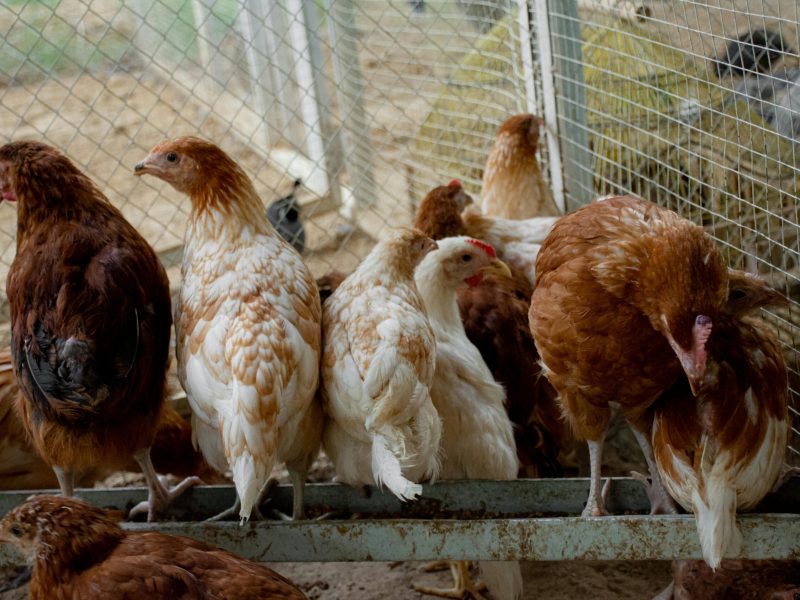 How To Worm Chickens Naturally And Keep Your Flock Parasite Free