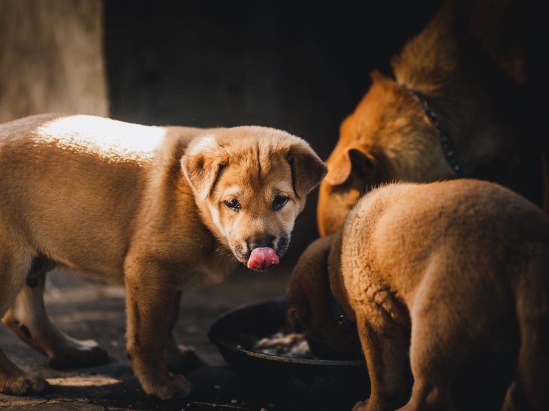 How to feed fussy dogs?