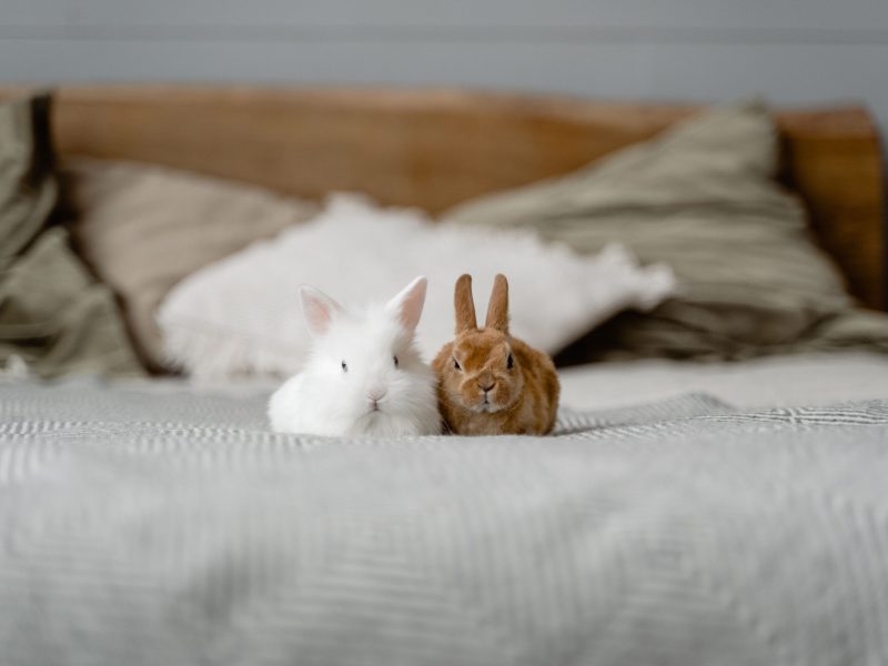 How To Build A Calming Corner For Nervous Rabbits in UK