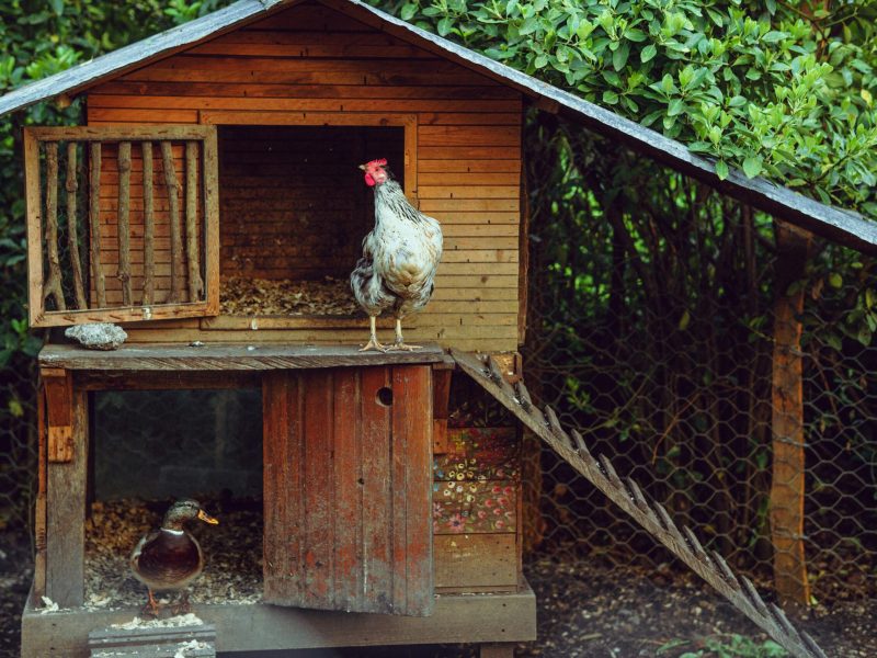 Chicken Coop Plans That Actually Work for Busy Backyard Owners