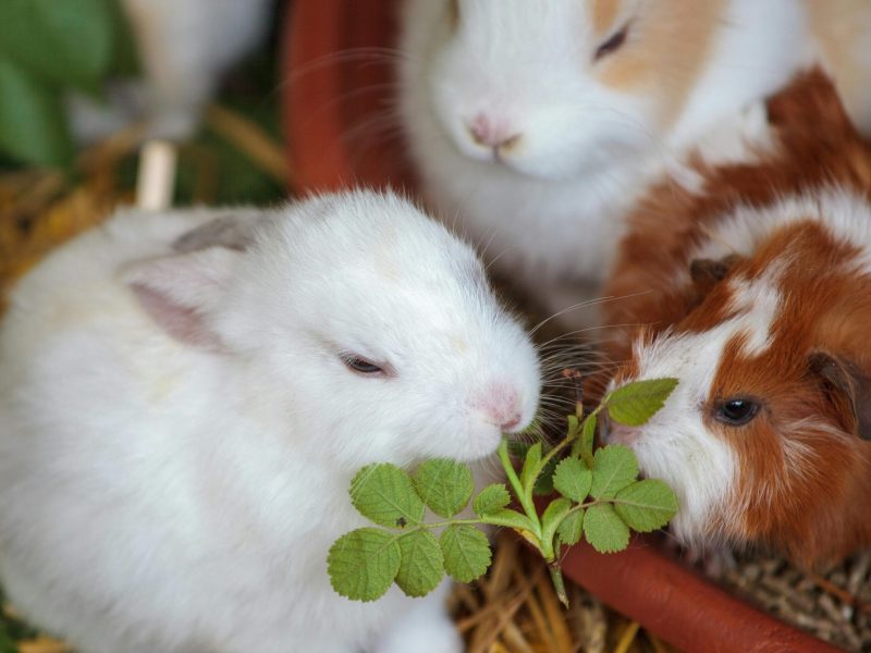 Healthy Rabbit Snacks Your Bunny Will Love And Vets Approve