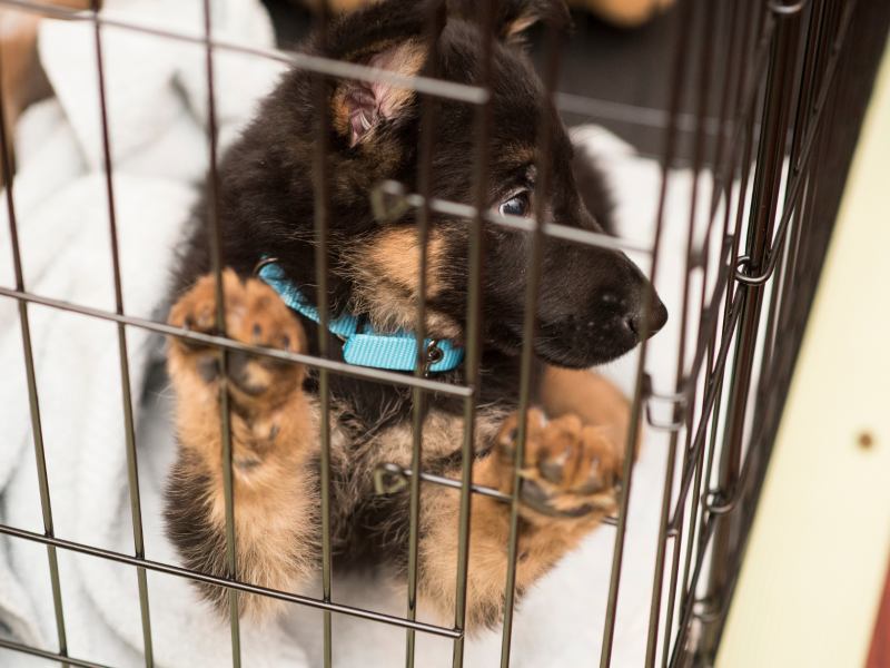 puppy inside a crate