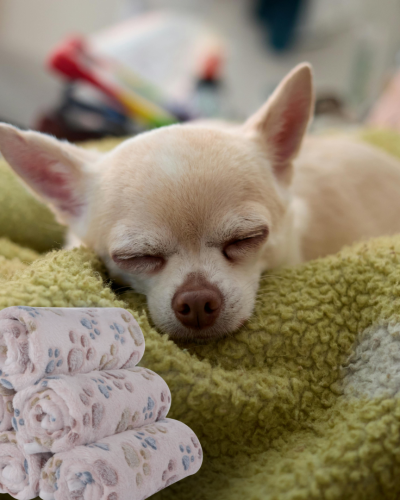 BVAGSS 6 Pack Small Dog Blanket | Super Soft Warm