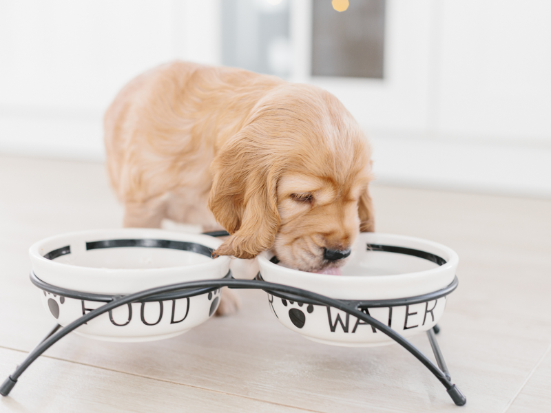 puppy eating