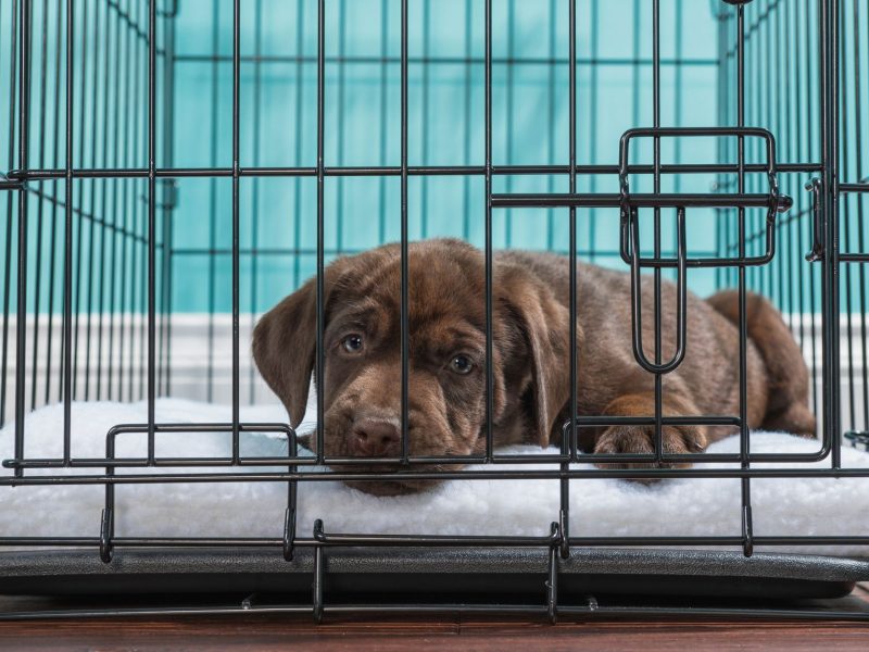 Puppy Crate | How To Set Up The Best Dog Crate