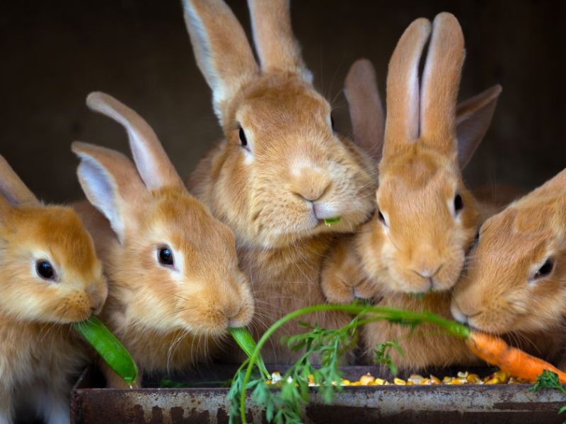rabbits eating carrots