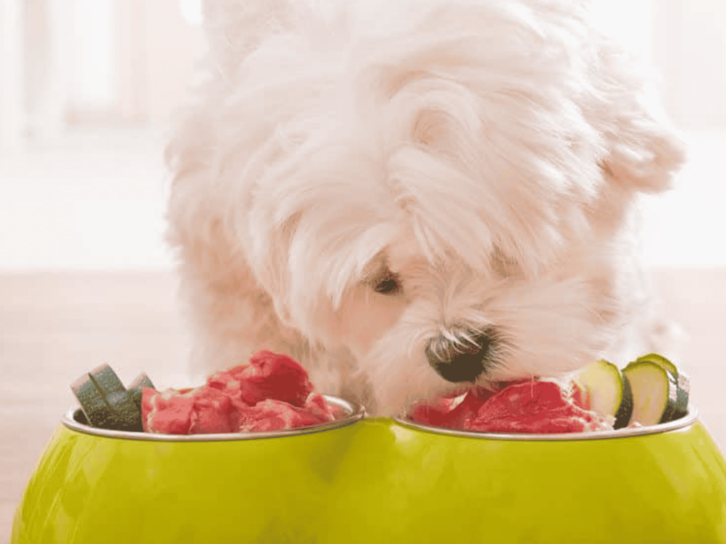 raw dog food