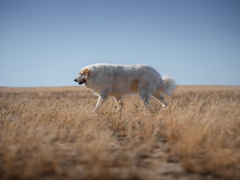 Guard Dogs