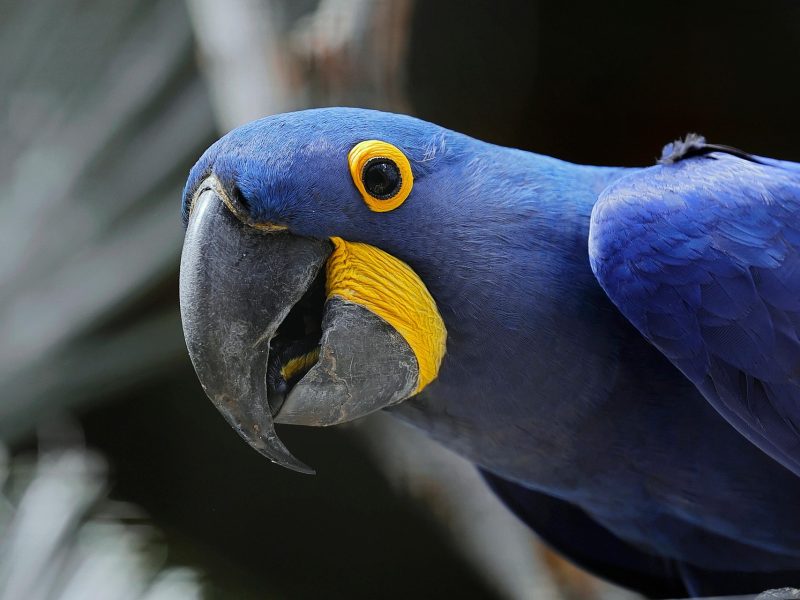 Why Is My Parrot Screaming? Common Reasons & Easy Solutions