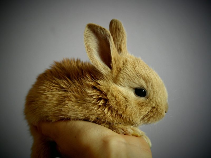 Rabit Hopping