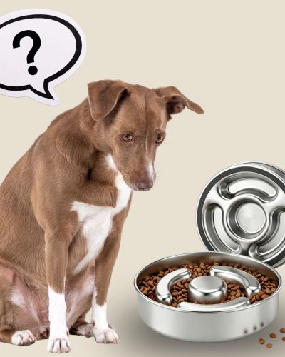 stainless steel slow dog feeder