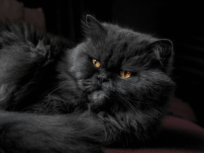 Pet Facts