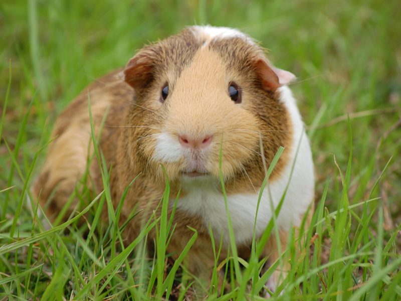 Guinea Pig Facts