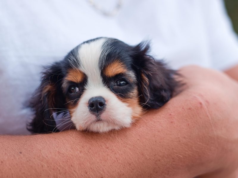 Dog Facts
