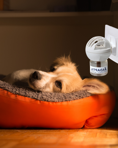 Adaptil Calm Home Diffuser For Dogs With 30 Day Refill